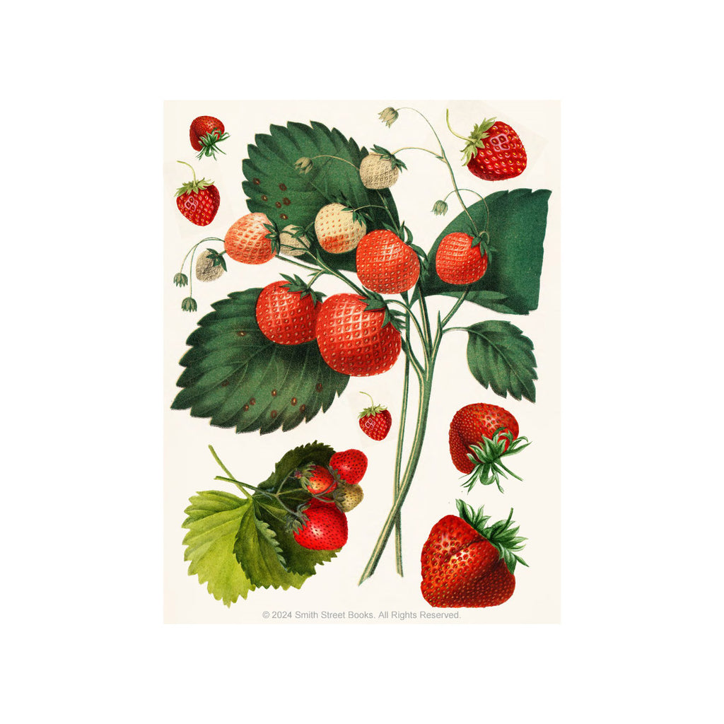 Cut-out-Curiosities-Botanica-5