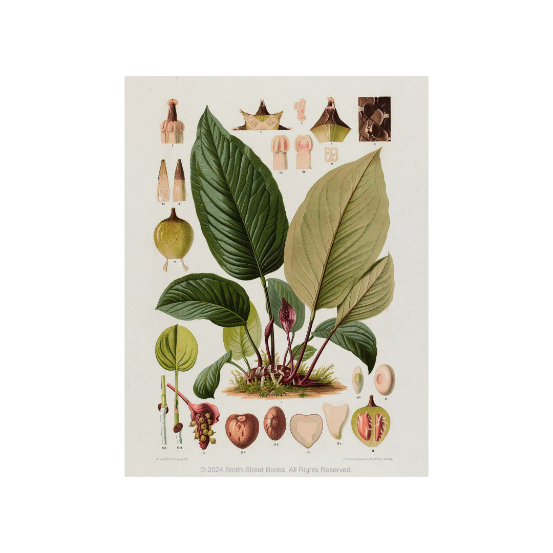 Cut-out-Curiosities-Botanica-6