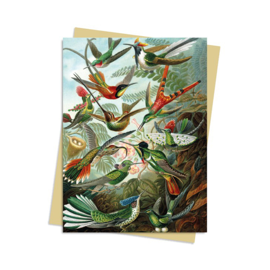Hummingbirds