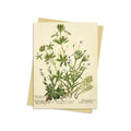 Stitchworts_WoodruffandPepperwort