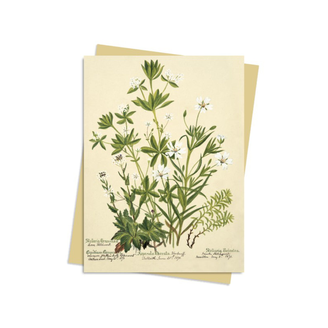 Stitchworts_WoodruffandPepperwort