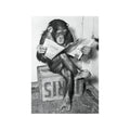 chimpanzee-reads-the-paper-1