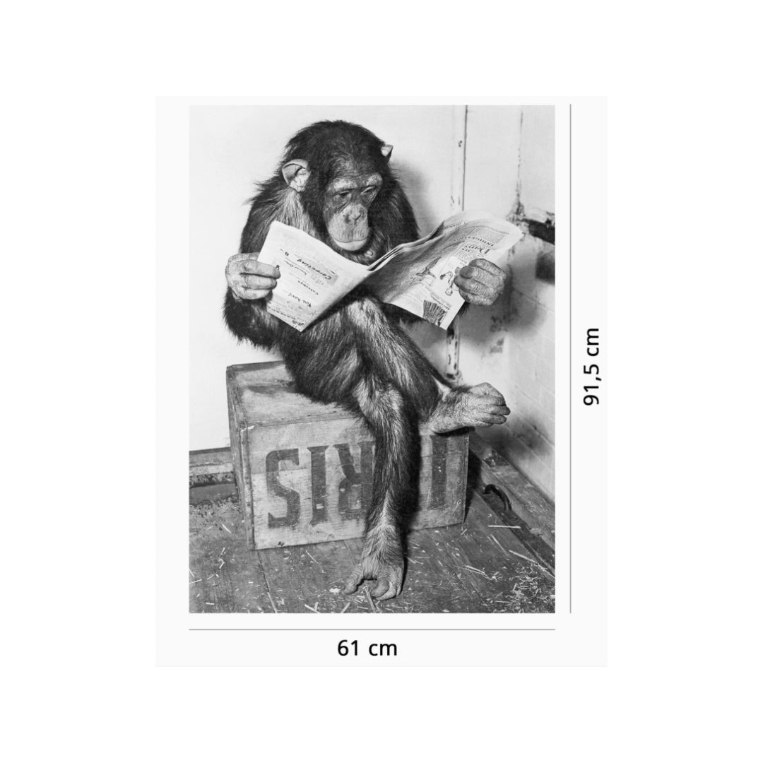 chimpanzee-reads-the-paper-2
